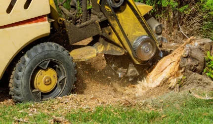 Tree and Stump Removal