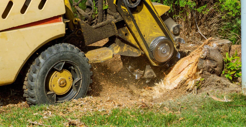 Tree and Stump Removal Tree and Stump Removal